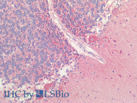 HTR1A Polyclonal Antibody Store at -20°C