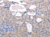 ABCF1 Polyclonal Antibody Store at -20°C
