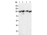 HSP90B1 Polyclonal Antibody Store at -20°C