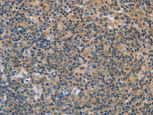 FXYD1 Polyclonal Antibody Store at -20°C