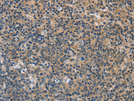 FXYD1 Polyclonal Antibody Store at -20°C