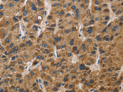 IL19 Polyclonal Antibody Store at -20°C