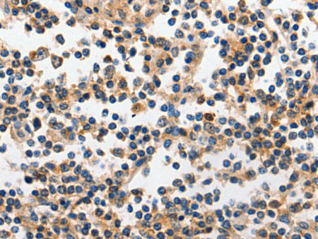 INHA Polyclonal Antibody Store at -20°C