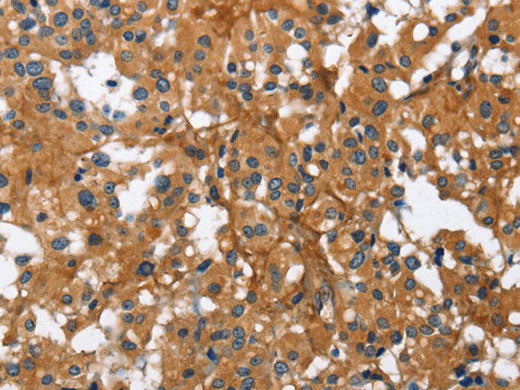 BGN Polyclonal Antibody Store at -20°C