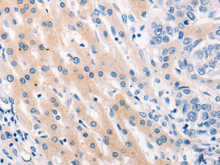 MUC2 Polyclonal Antibody Store at -20°C