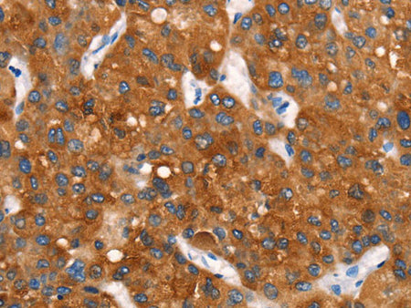 Cytochrome b Polyclonal Antibody Store at -20°C
