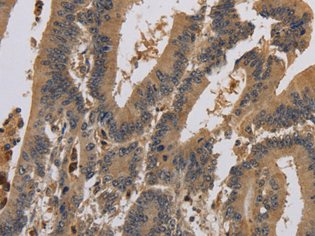 KCNA7 Polyclonal Antibody Store at -20°C