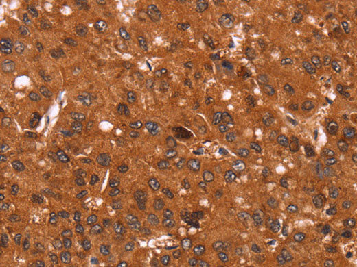 Cyclin D3 Polyclonal Antibody Store at -20°C