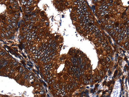 EGF Polyclonal Antibody Store at -20°C