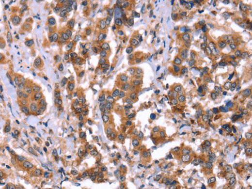 HRG Polyclonal Antibody Store at -20°C