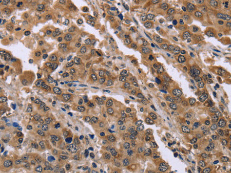 FAM3B Polyclonal Antibody Store at -20°C