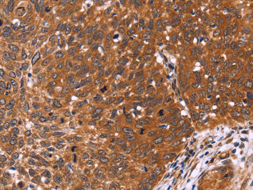 CDC37L1 Polyclonal Antibody Store at -20°C