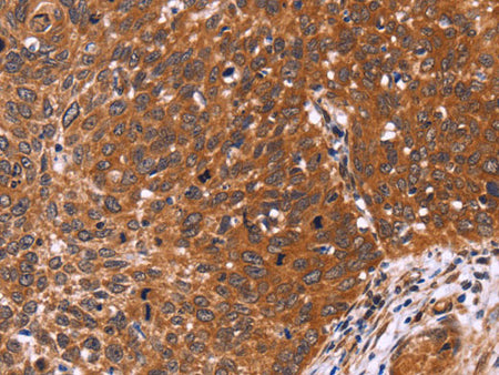 CDC37L1 Polyclonal Antibody Store at -20°C