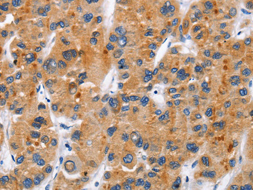 CD137 Polyclonal Antibody Store at -20°C