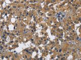 CD160 Polyclonal Antibody Store at -20°C - MSE Supplies LLC