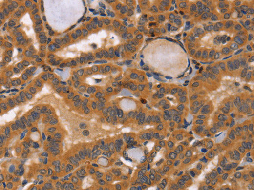 CCL23 Polyclonal Antibody Store at -20°C