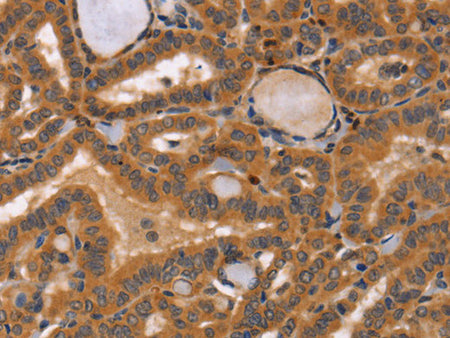CCL23 Polyclonal Antibody Store at -20°C