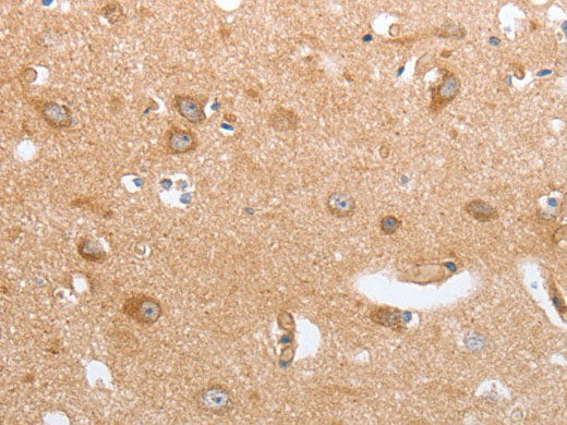 CASP12 Polyclonal Antibody Store at -20°C