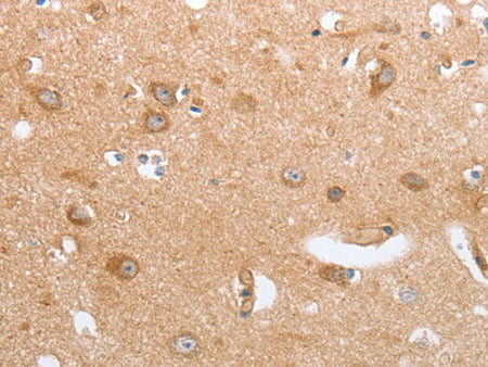 CASP12 Polyclonal Antibody Store at -20°C