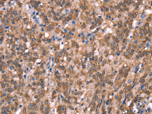 GCSAM Polyclonal Antibody