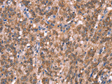 GCSAM Polyclonal Antibody
