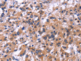 SIGLEC5 Polyclonal Antibody Store at -20°C