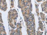 IPO7 Polyclonal Antibody Store at -20°C