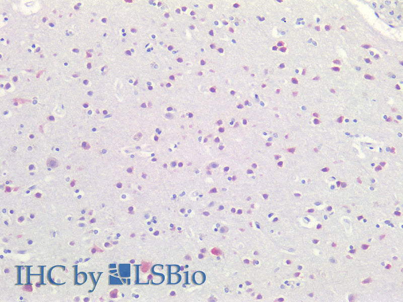 RBFOX3 Polyclonal Antibody Store at -20°C