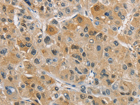 NAPSA Polyclonal Antibody Store at -20°C