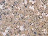 DRG1 Polyclonal Antibody Store at -20°C