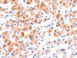 Ephrin A1 Polyclonal Antibody Store at -20°C