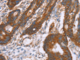 CLP36 Polyclonal Antibody Store at -20°C