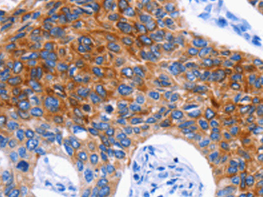 DRD4 Polyclonal Antibody Store at -20°C