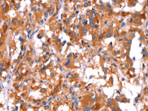 GCG Polyclonal Antibody Store at -20°C