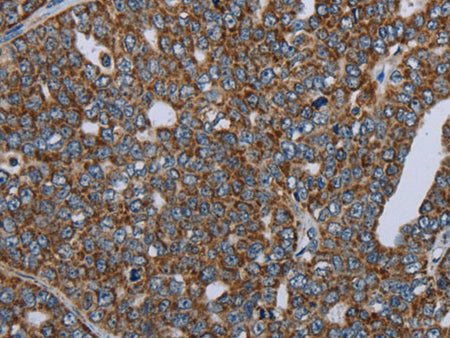 NDUFA13 Polyclonal Antibody Store at -20°C