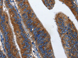 CD27 Polyclonal Antibody Store at -20°C