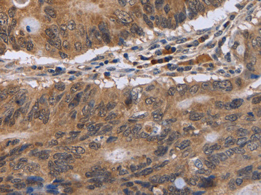 EIF3H Polyclonal Antibody Store at -20°C