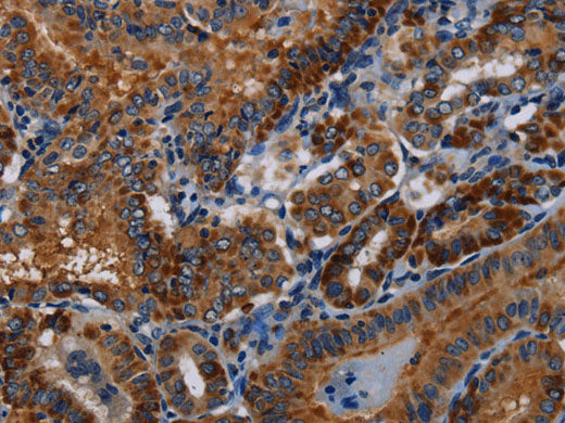 PIDD1 Polyclonal Antibody Store at -20°C