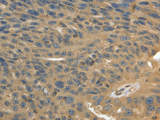 MSN Polyclonal Antibody Store at -20°C