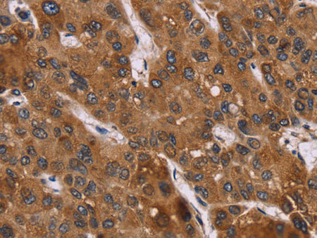 PPIB Polyclonal Antibody Store at -20°C