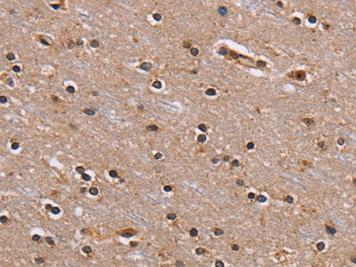 GNL3 Polyclonal Antibody Store at -20°C