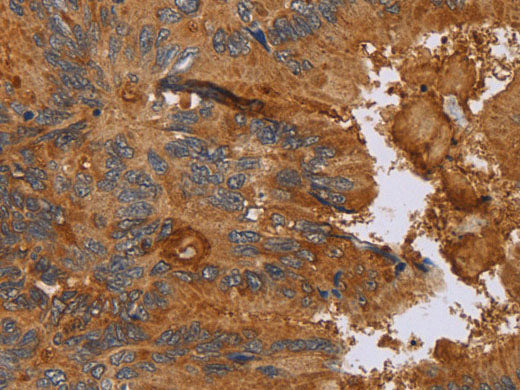 CCL21 Polyclonal Antibody Store at -20°C