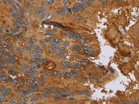 CCL21 Polyclonal Antibody Store at -20°C