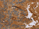 CCL21 Polyclonal Antibody Store at -20°C