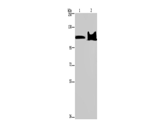 KDM4C Polyclonal Antibody Store at -20°C