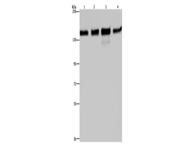 GOLGA2 Polyclonal Antibody Store at -20°C