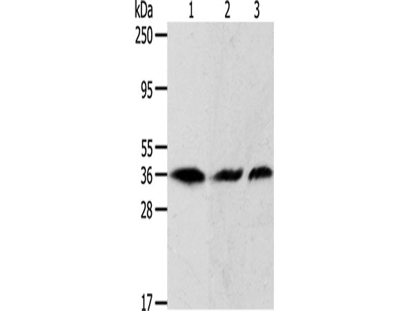 APEX1 Polyclonal Antibody Store at -20°C
