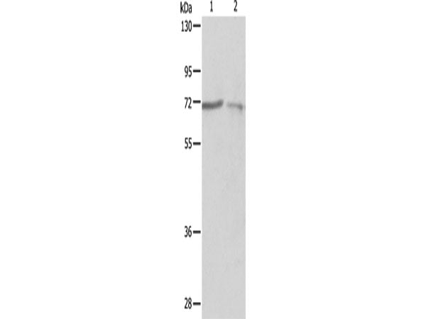 SH-PTP1 Polyclonal Antibody