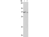 SH-PTP1 Polyclonal Antibody