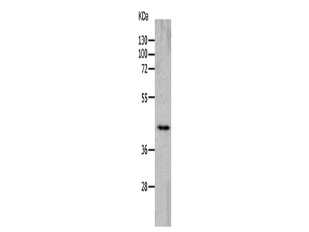 CHRNA7 Polyclonal Antibody Store at -20°C